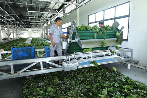 家门口就业增收 陕西安康产业发展一线见闻之代驾服务